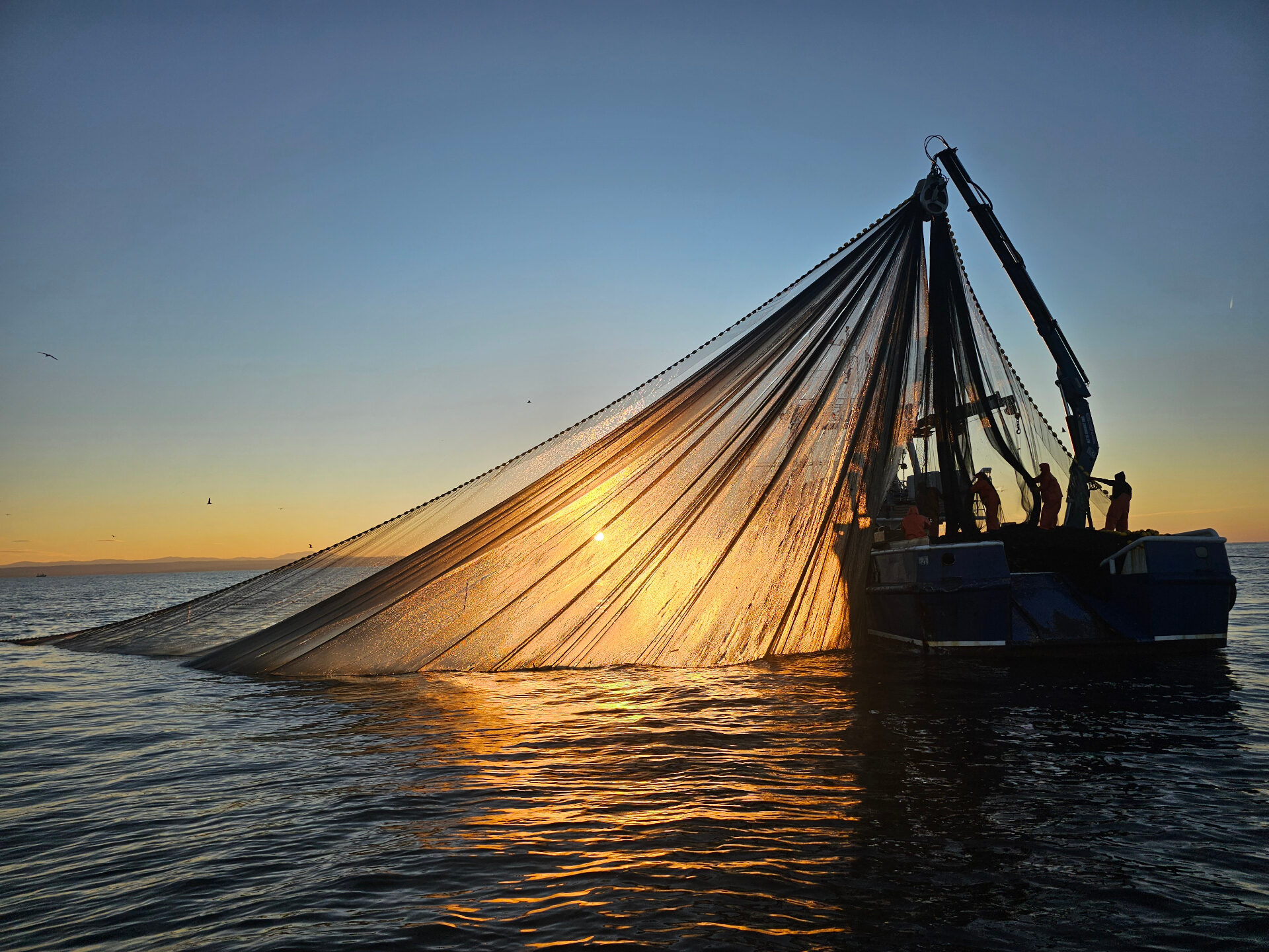 Sunrise bluefin tuna fishing Pula